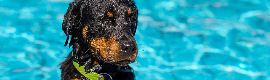 Ein Hund ist im Wasser im Freibad und schaut über den Beckenrand.