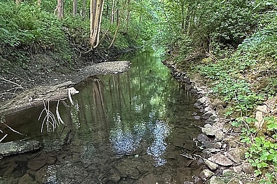 Ein schmaler Bach schlängelt sich durch einen grünen Laubwald. Das klare Wasser spiegelt die umgebenden Bäume wider, während die Ufer von Steinen und üppiger Vegetation gesäumt sind. Die hohen Bäume bilden ein natürliches Dach über dem Wasserlauf.