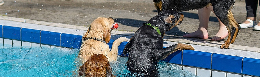 Vier Hunde schwimmen und spielen in einem Außenpool. Ein brauner Hund schwimmt, während ein schwarzer Hund ins Wasser springt.
