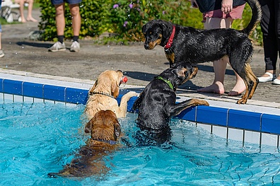 Vier Hunde schwimmen und spielen in einem Außenpool. Ein brauner Hund schwimmt, während ein schwarzer Hund ins Wasser springt.