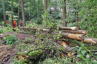 Waldszene mit umgestürzten Bäumen. Im Vordergrund liegen mehrere entwurzelte Baumstämme kreuz und quer auf dem Waldboden.