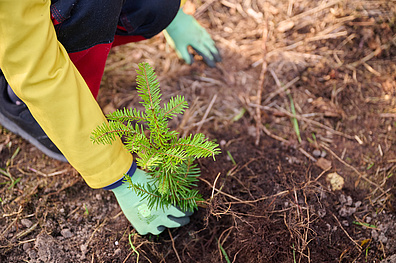 Eine Tanne wird in einem Wald gepflanzt.