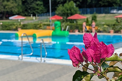 Leuchtend pinke Bougainvillea-Blüten im Vordergrund mit Blick auf das Waldbad Colditz: blaues Becken, rote Sonnenschirme, grüne Hecken und Besucher im Hintergrund.